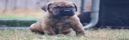 Presa Canario dogs for sale: World class presa canarios  - Advert 20