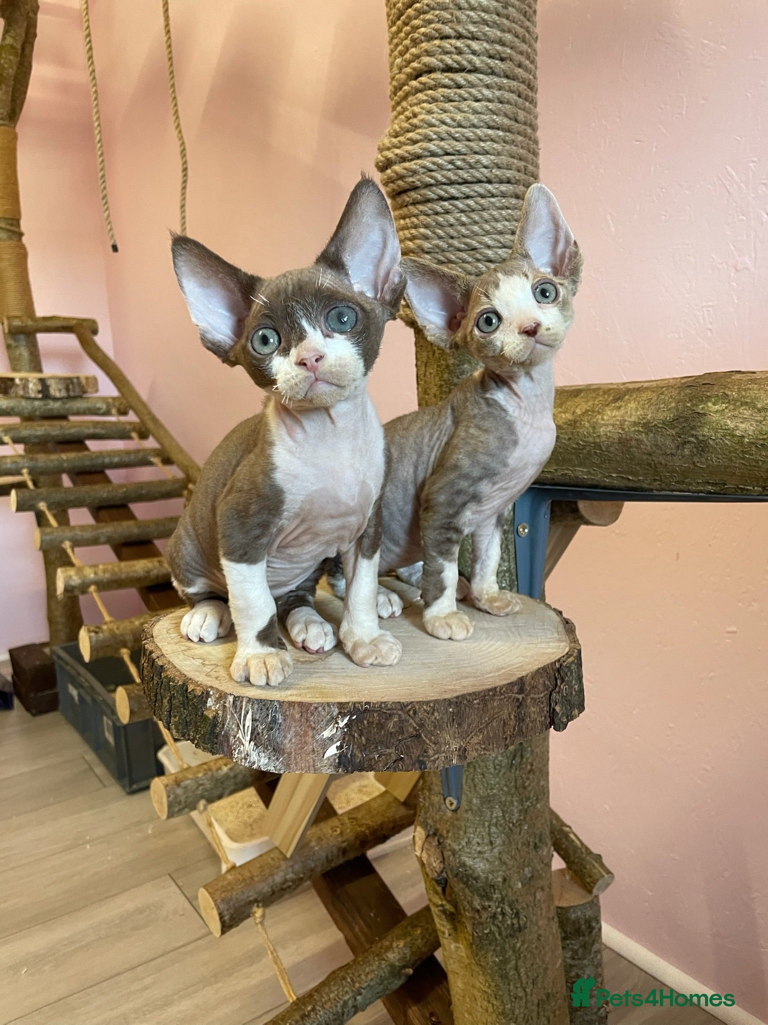Devon Rex cats Beautiful pure Devon Rex kittens  - Advert 17