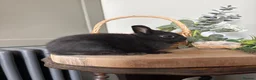 Netherland Dwarf rabbits for sale: Bonded sisters  - Advert 3