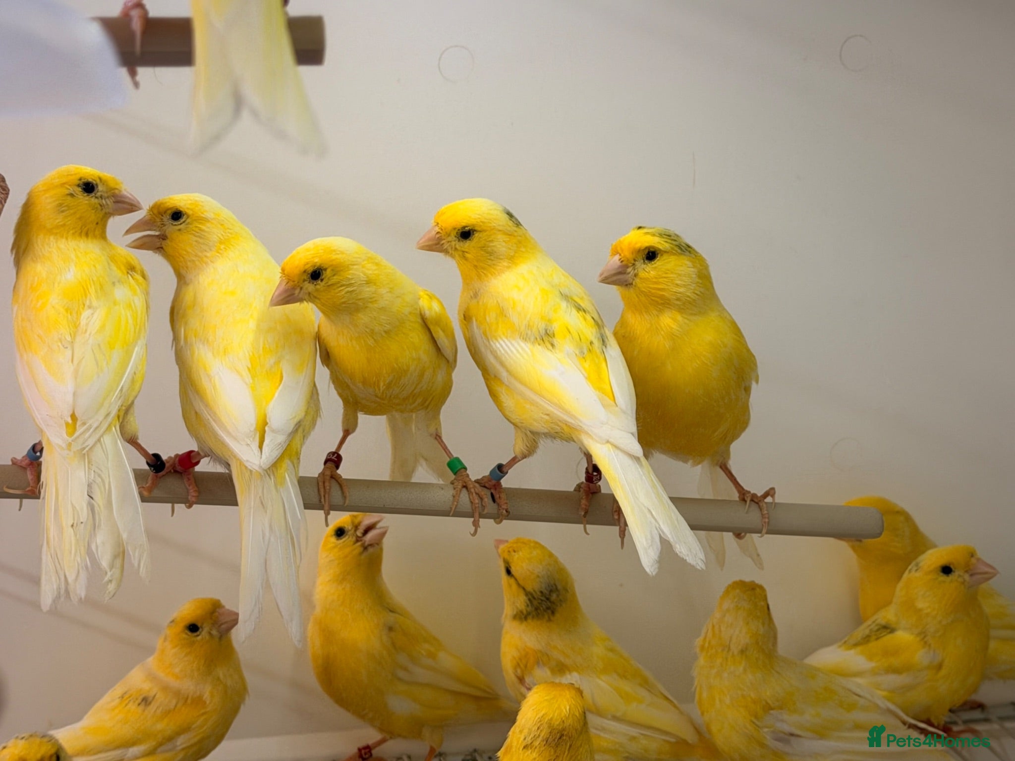 Canaries birds German rollers canaryes available  - Advert 22