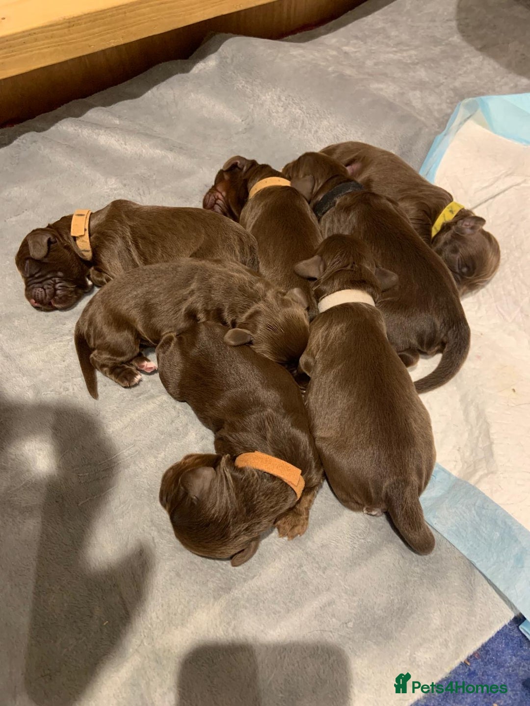 Sprocker dogs for sale: Working Cocker Spaniel pups 3/4 Cocker1/4 Sprocker - Advert 5