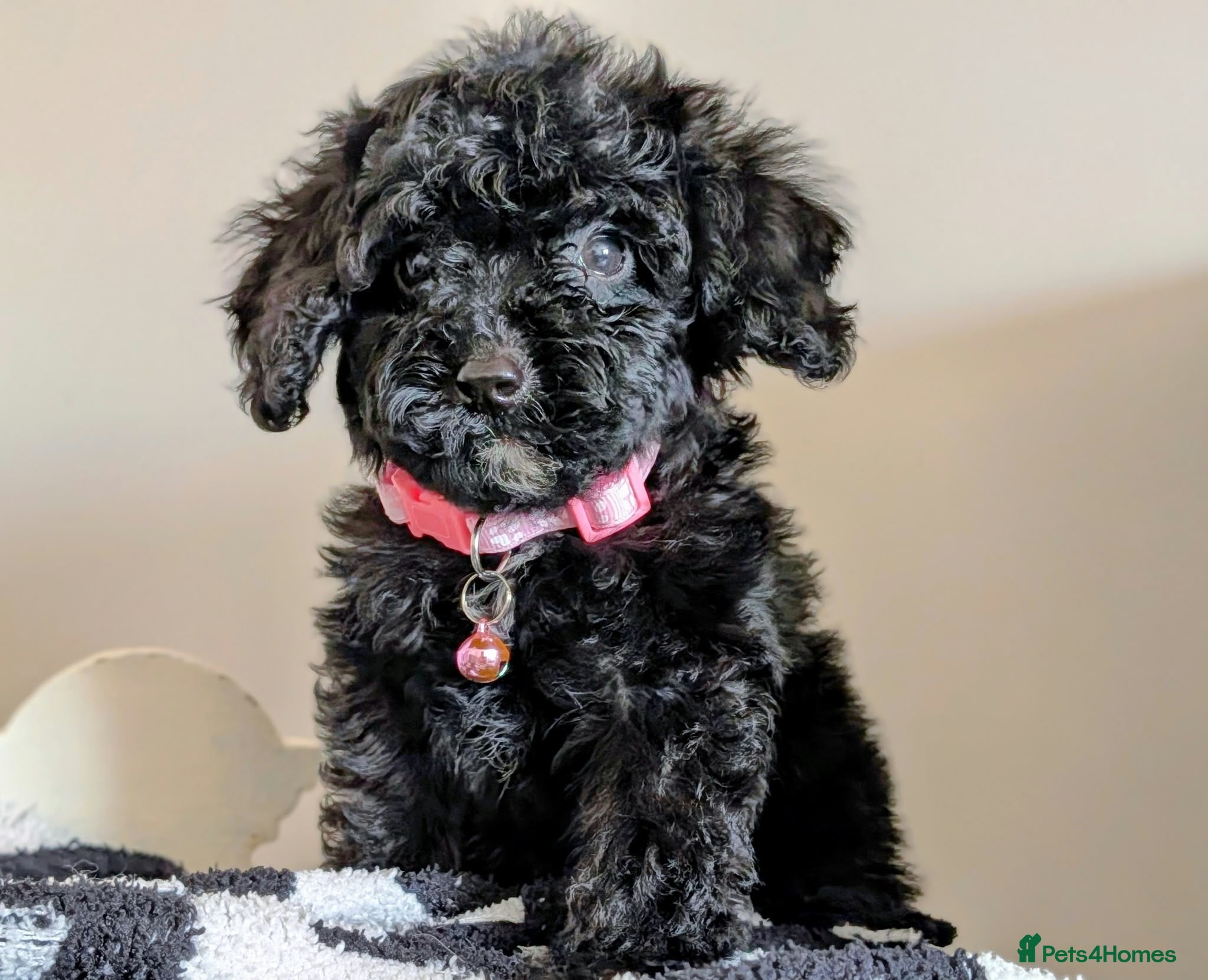 Cavapoochon dogs PRA Clear Genetically Tested Cavapoochons Ready - Advert 1