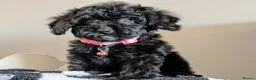 Cavapoochon dogs for sale: Extensively Tested Cavapoochons Fully Vaccinated  - Advert 3