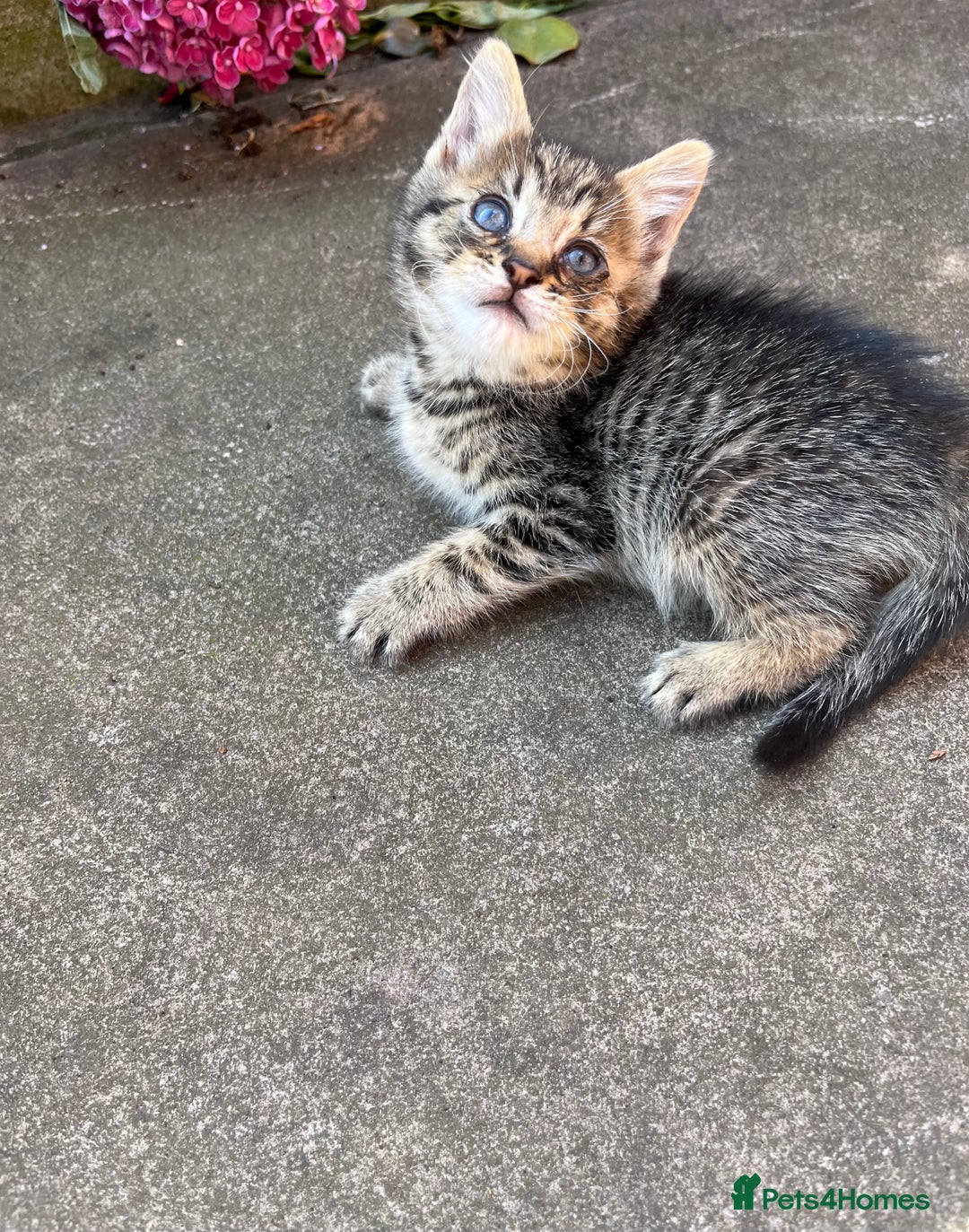 Mixed Breed cats for sale: Kittens for sale please read description  - Image 2