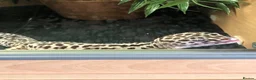 Gecko reptiles for sale: Leopard gecko  in Stafford - Advert 4