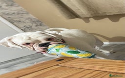 Boxer dogs for sale: Beautiful 2 year old girl boxer  - Image 7
