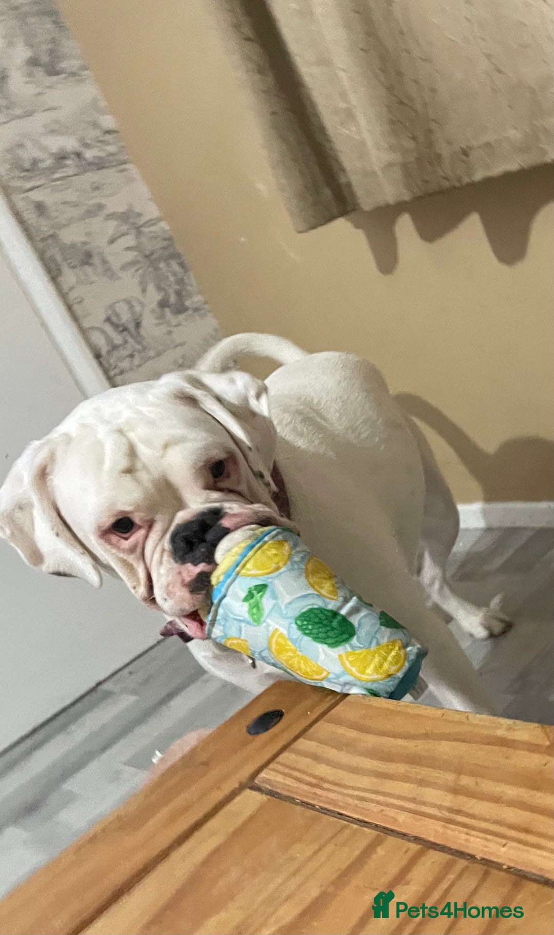 Boxer dogs for sale: Beautiful 2 year old girl boxer  - Image 7