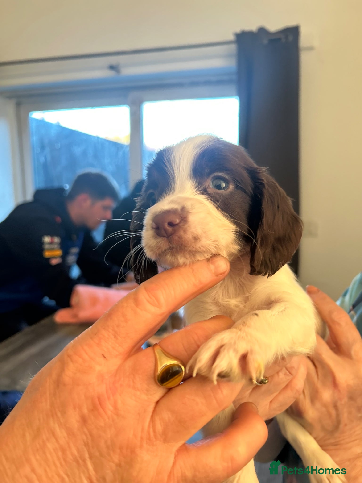 English Springer Spaniel dogs beautiful english springer spaniel puppies - Advert 3