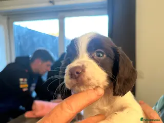 English Springer Spaniel dogs beautiful english springer spaniel puppies - Advert 3