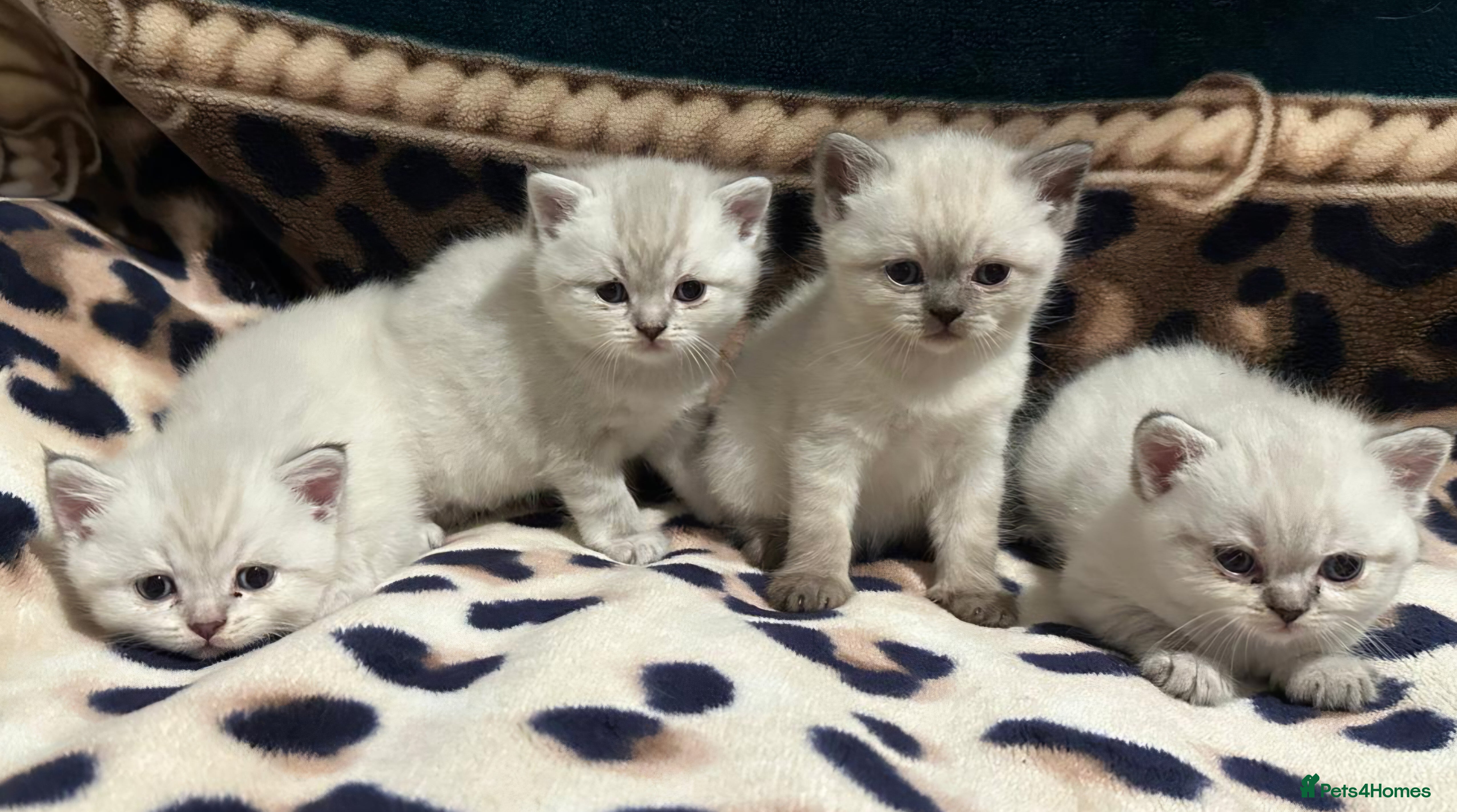 British Shorthair cats Pure Pedigree BSH Kittens for Sale - Advert 3