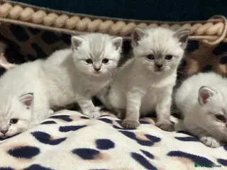 British Shorthair cats Pure Pedigree BSH Kittens for Sale - Advert 3