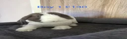 Mini Lop rabbits for sale: Pure Baby Mini Lops For Sale - Advert 2