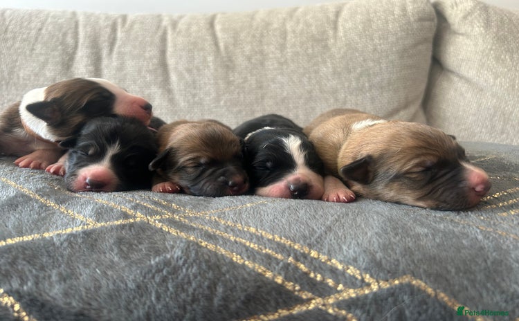 Mixed Breed dogs - Advert 13