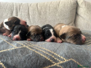 Mixed Breed dogs - Advert 9