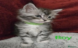 Maine Coon cats for sale: 1 Maine Coon kitten boy. - Image 18