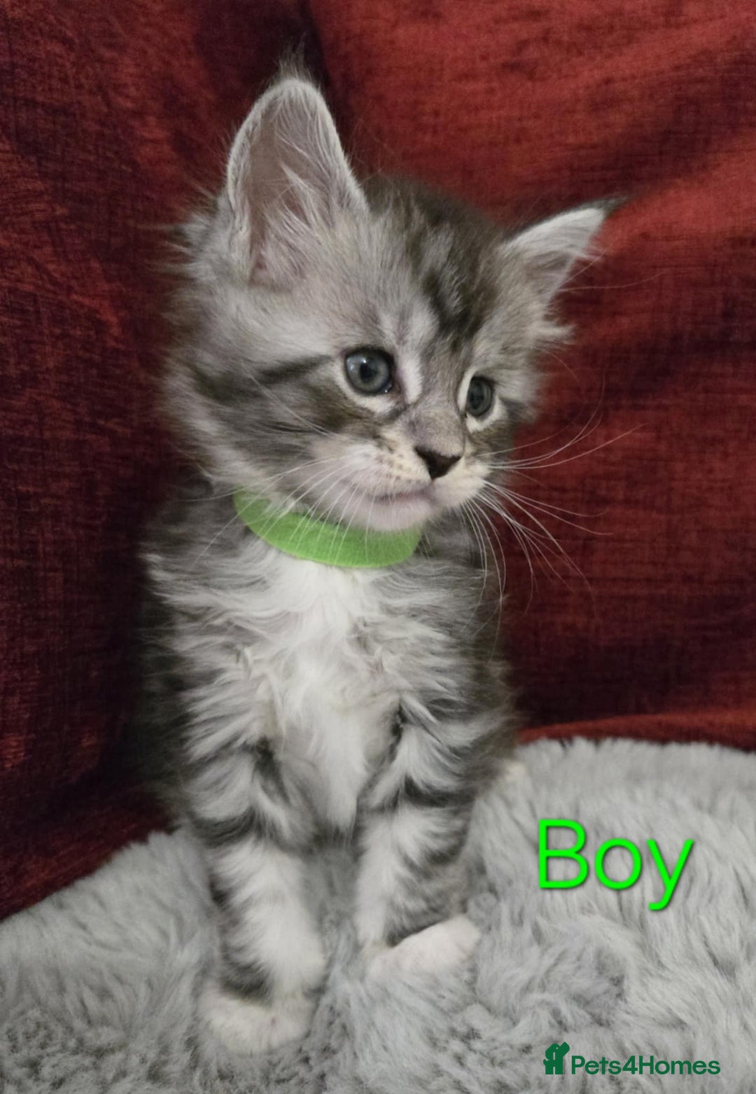 Maine Coon cats for sale: 1 Maine Coon kitten boy. - Image 18