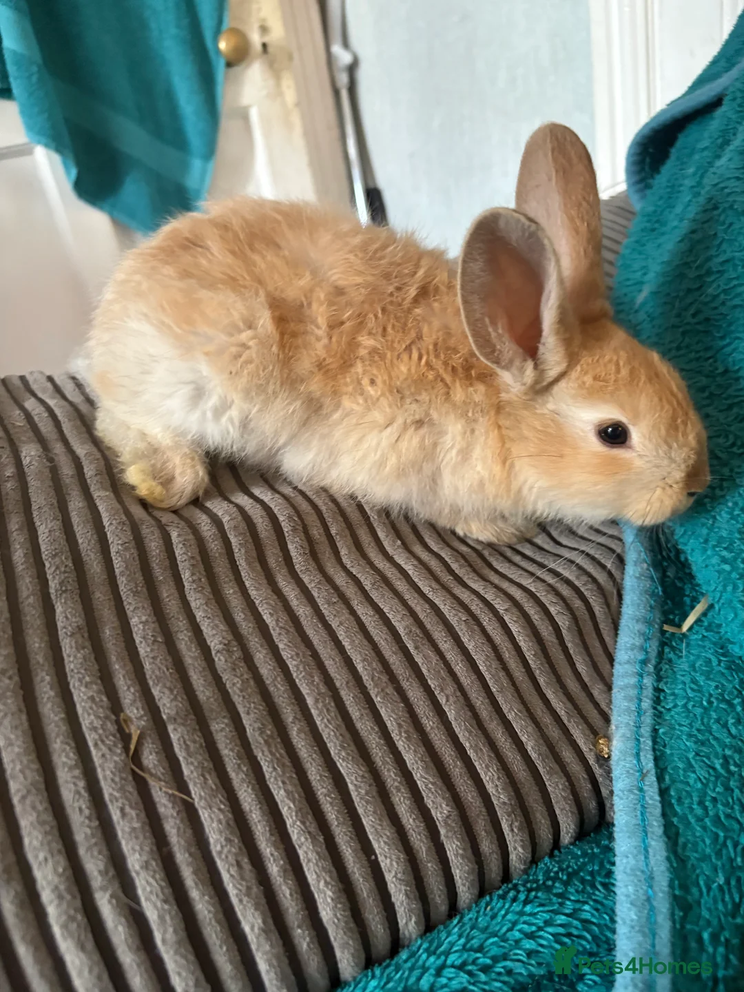 Continental Giant rabbits for sale: Beautiful continental giant babies  - Advert 6