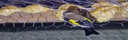 Mixed Breed birds for sale: Goldfinch  - Advert 9
