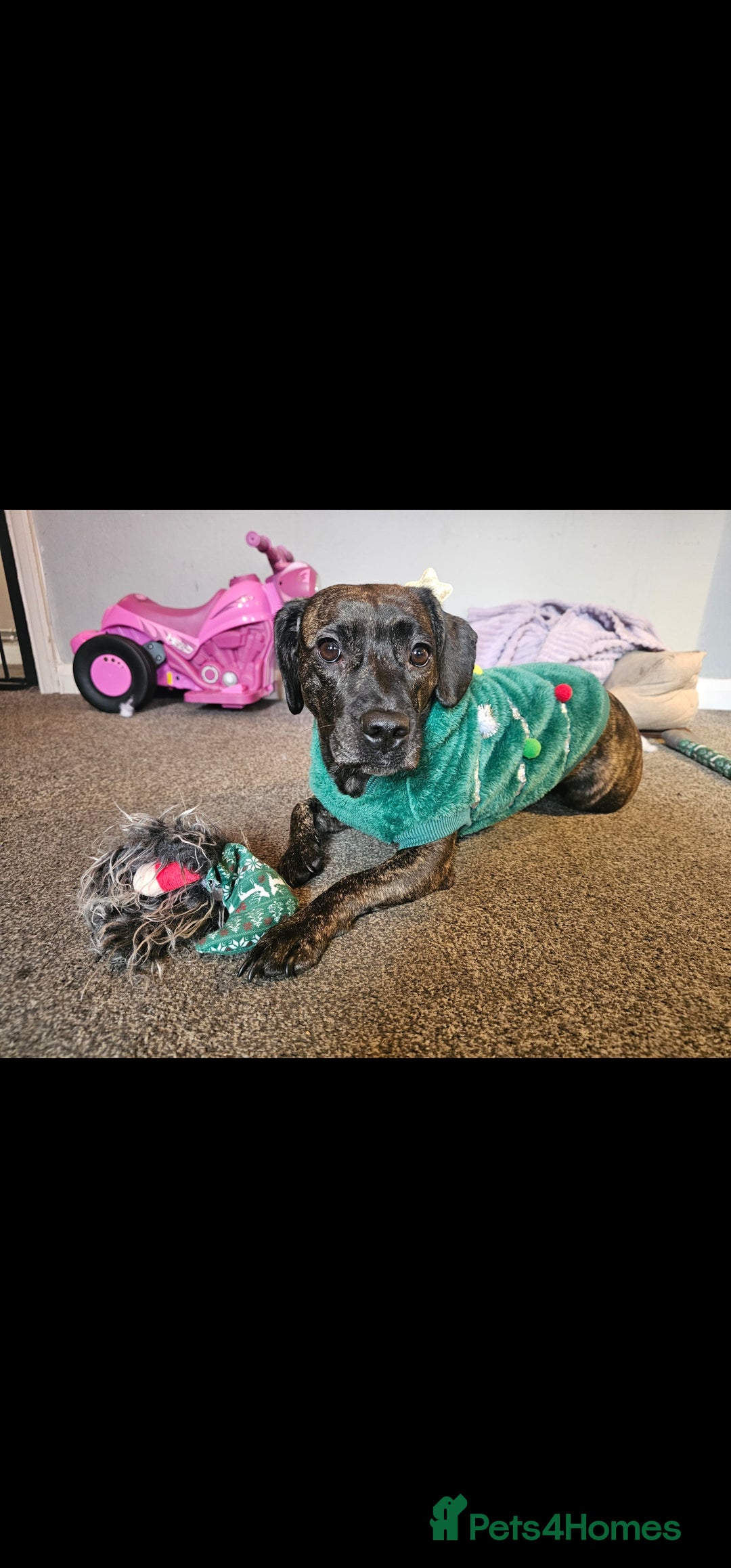 Mixed Breed dogs for sale: Our beautiful pooch - Image 6