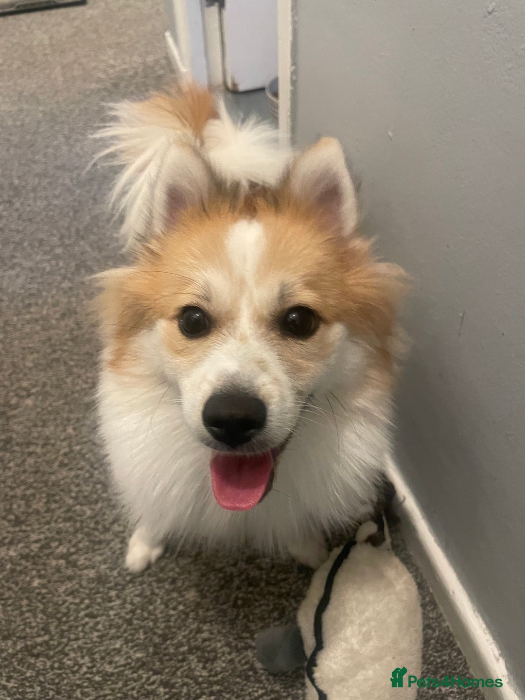 German Spitz dogs for sale: 🐾 10-Month-Old German Spitz Puppy - Image 6