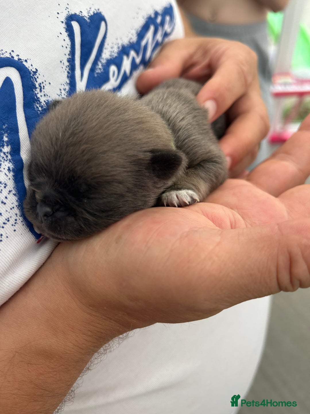 Pug dogs for sale: Beautiful Pug puppies - Image 10
