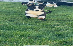 Border Collie dogs for sale: Border collie puppies  - Advert 4