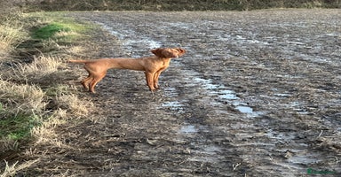 Hungarian Vizsla dogs - Advert 6