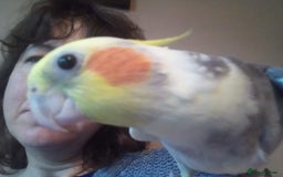 Cockatiels birds for sale: 2 beautiful lovable cockatiels, hand-reared - Image 2