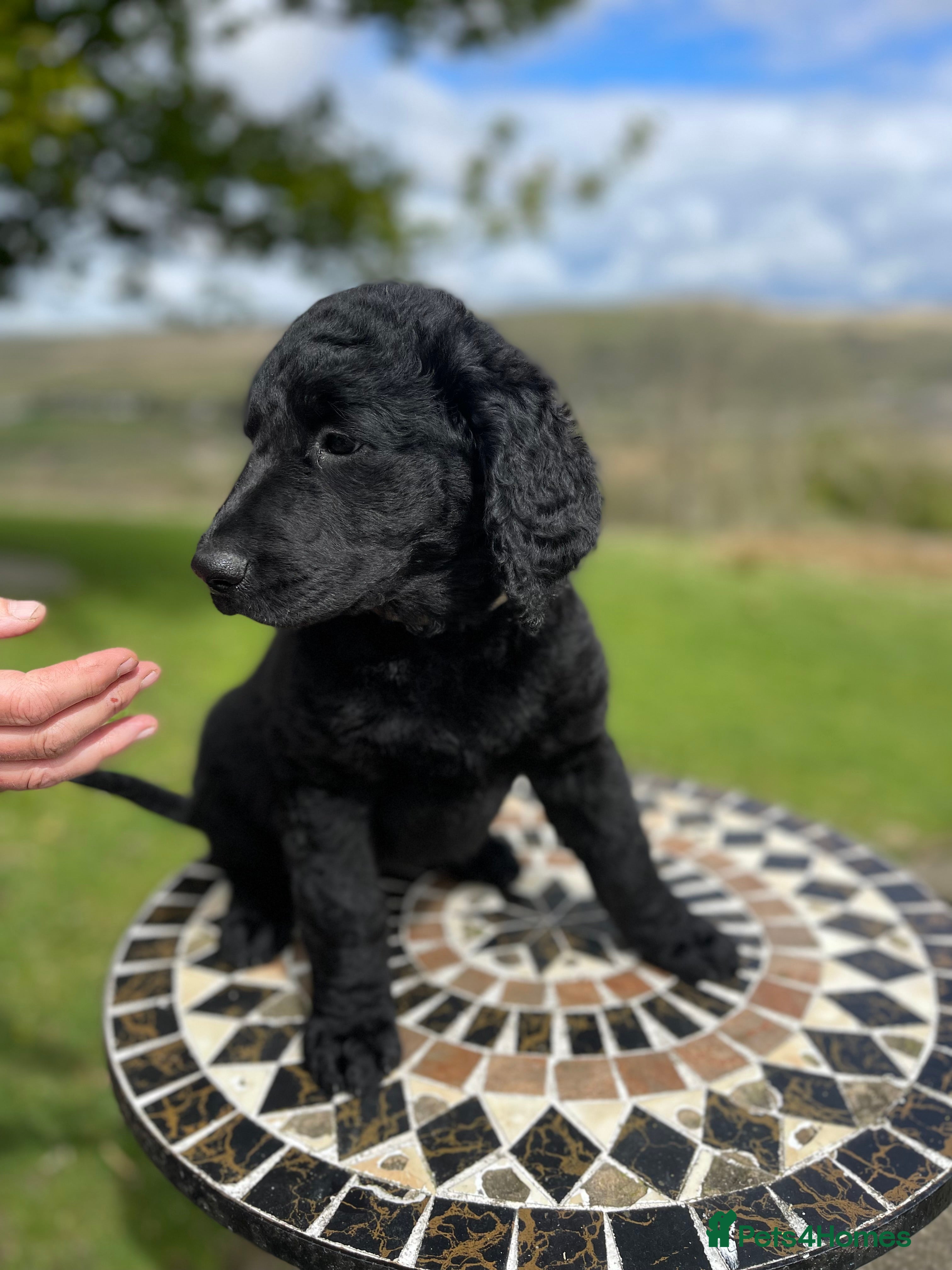 Goldendoodle dogs Stunning Goldendoodle Puppies - Advert 2