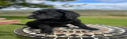 Goldendoodle dogs for sale: Stunning Goldendoodle Puppies - Advert 6