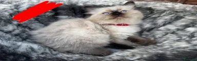 Ragdoll 4