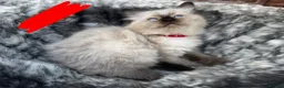 Ragdoll cats for sale: Pure breed ragdoll kittens READY NOW  - Advert 26