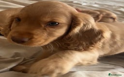 Cocker Spaniel dogs for sale: Gold show cocker pups ready now  - Image 9