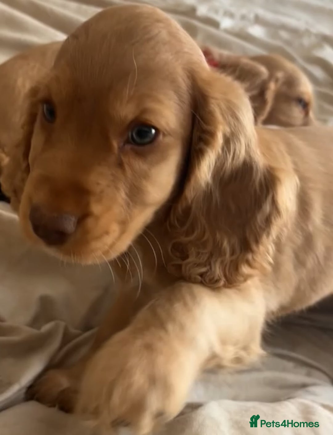 Cocker Spaniel dogs for sale: Gold show cocker pups ready now  - Image 9