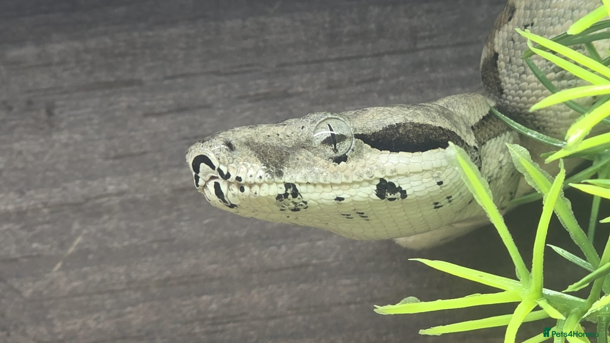 Boa Snake reptiles for sale: 3ft long bia constrictor male in Rugby - Advert 2