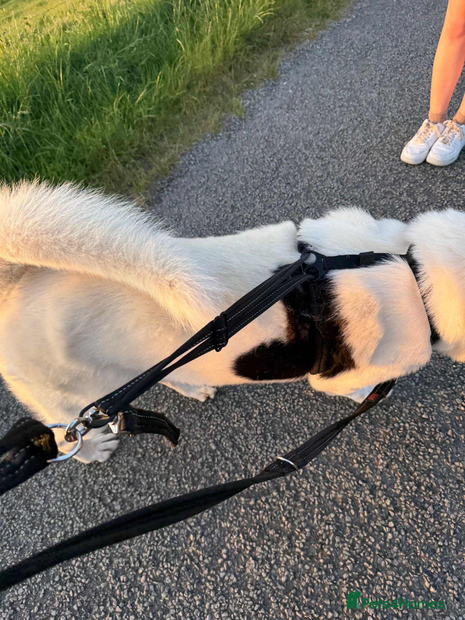 Akita dogs for sale: Kizzer in Penmaenmawr - Advert 6