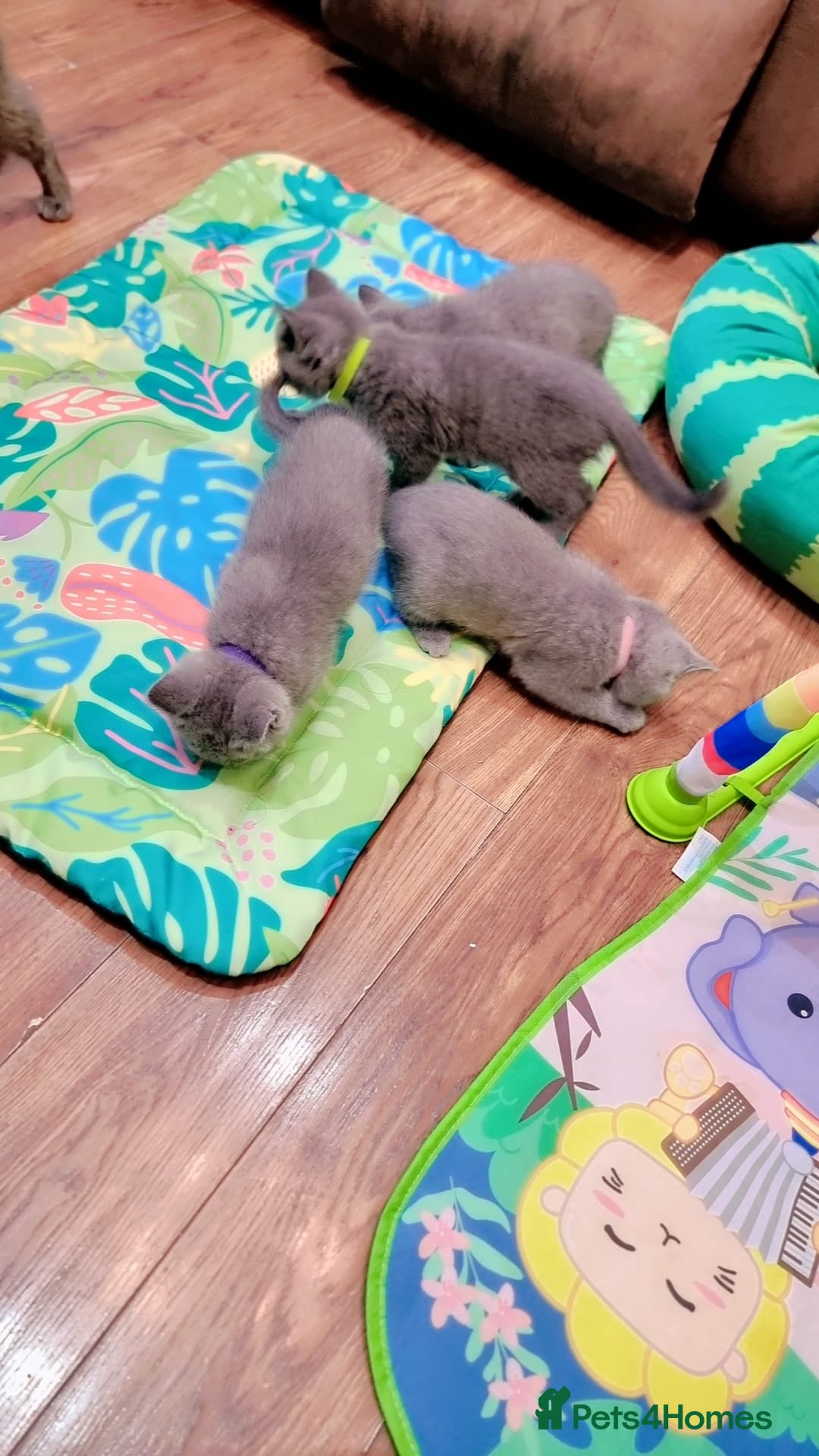 British Shorthair cats for sale: Britsh shorthair Pure blue boys  - Image 2