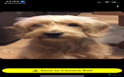Double Doodle dogs for sale: Beautiful rare litter of Double Doodles - Image 23