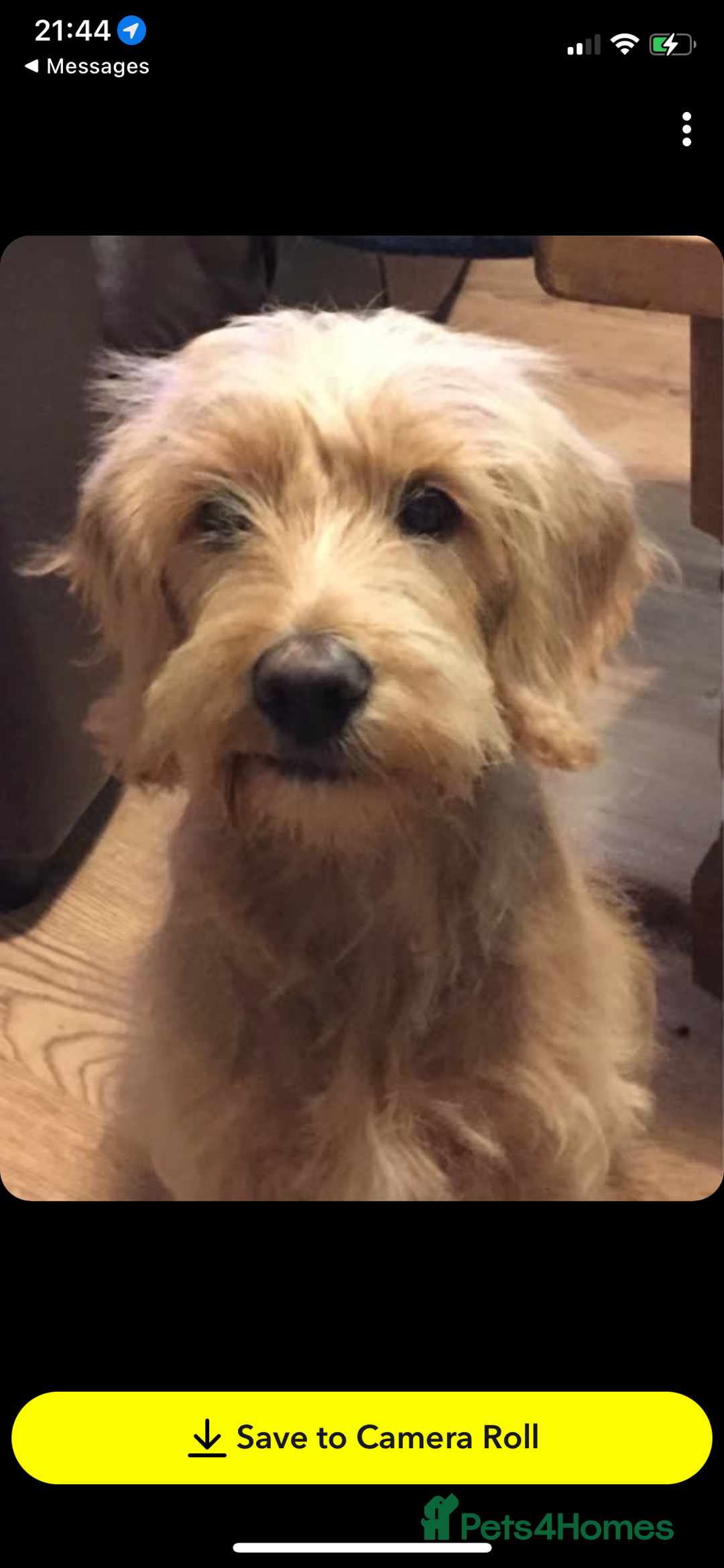 Double Doodle dogs for sale: Beautiful rare litter of Double Doodles - Image 23