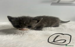 Mixed Breed cats for sale: 6 stunning kitten  - Image 13