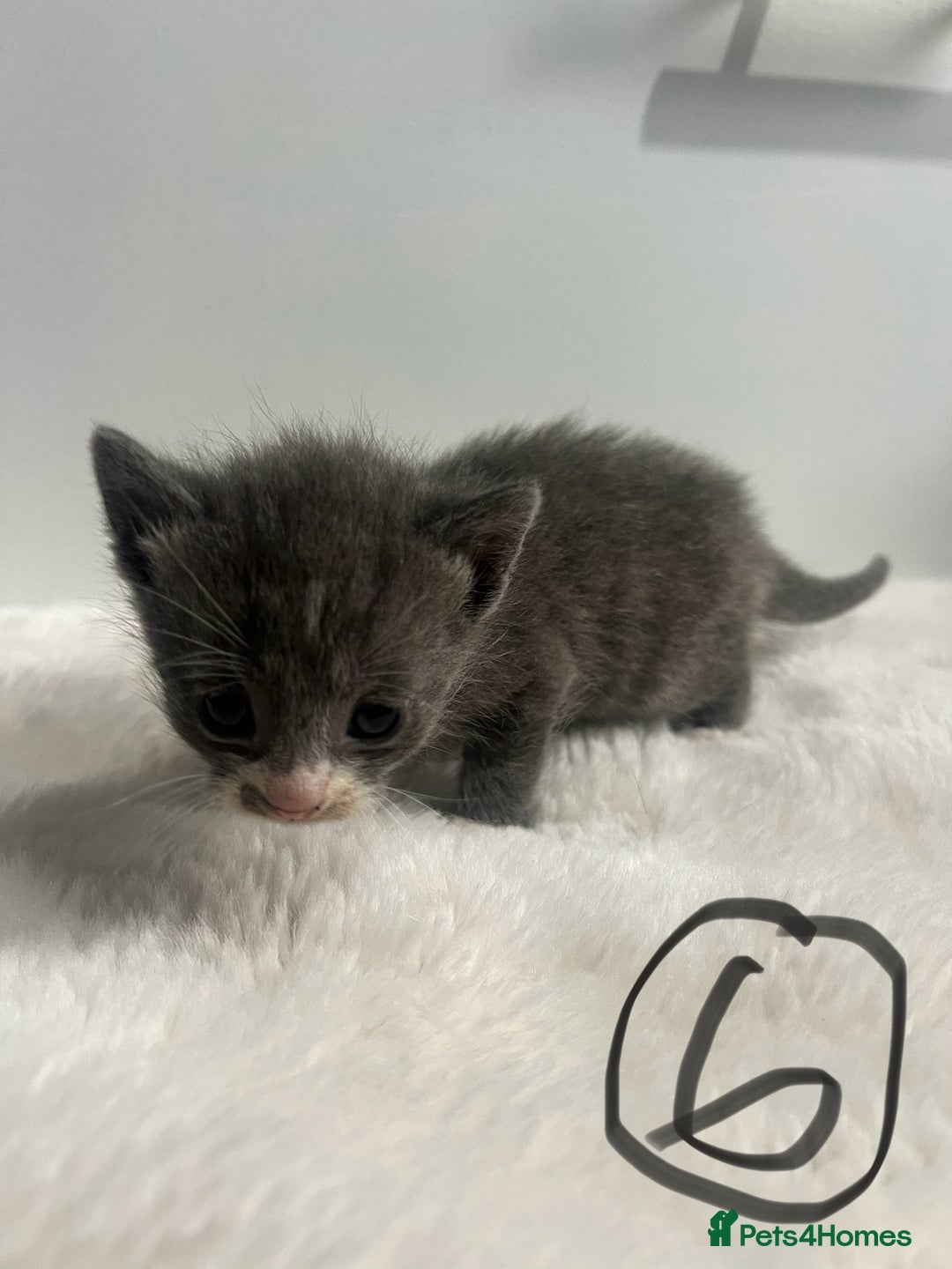 Mixed Breed cats for sale: 6 stunning kitten  - Image 13