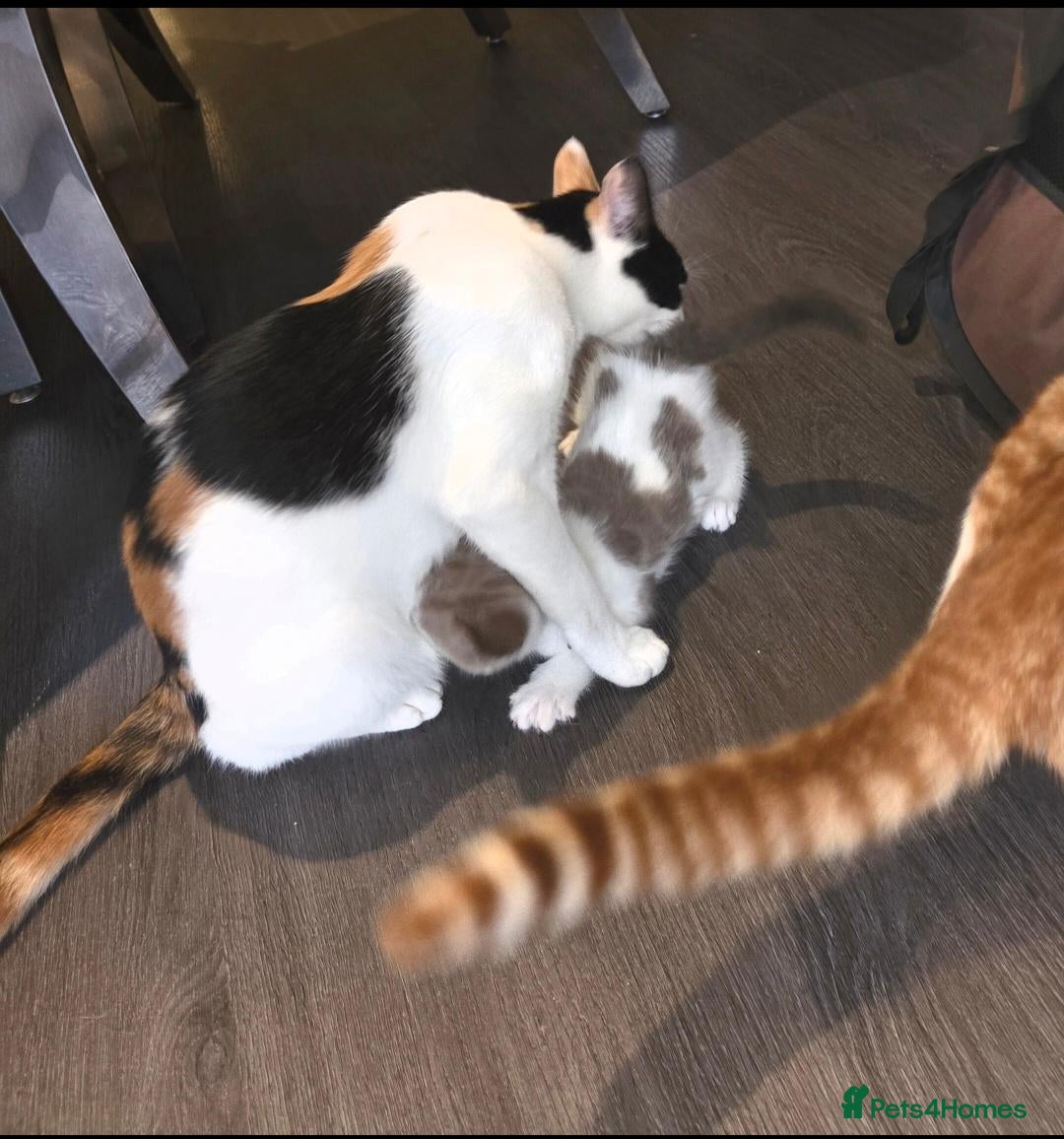 Mixed Breed cats 4 Beautiful Kittens Looking for Loving Homes - Advert 5
