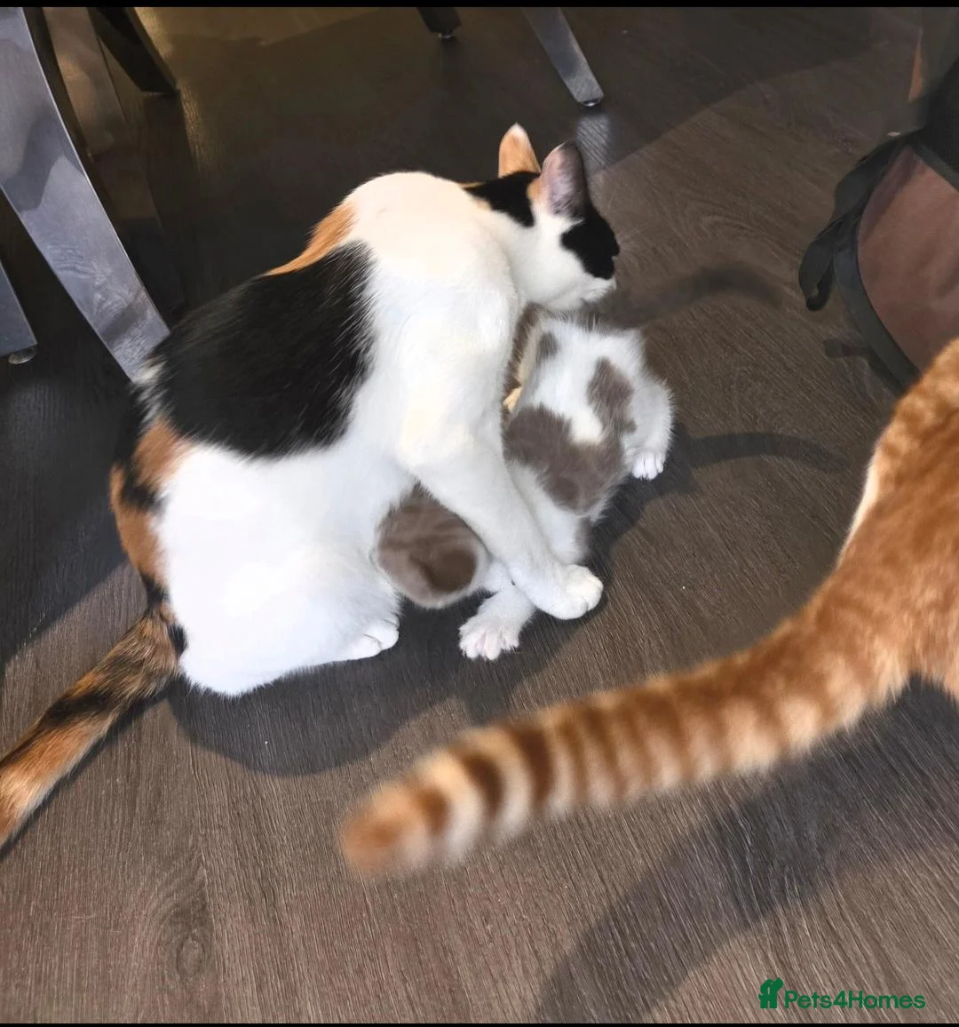 Mixed Breed cats for sale: 4 Beautiful Kittens Looking for Loving Homes - Advert 1