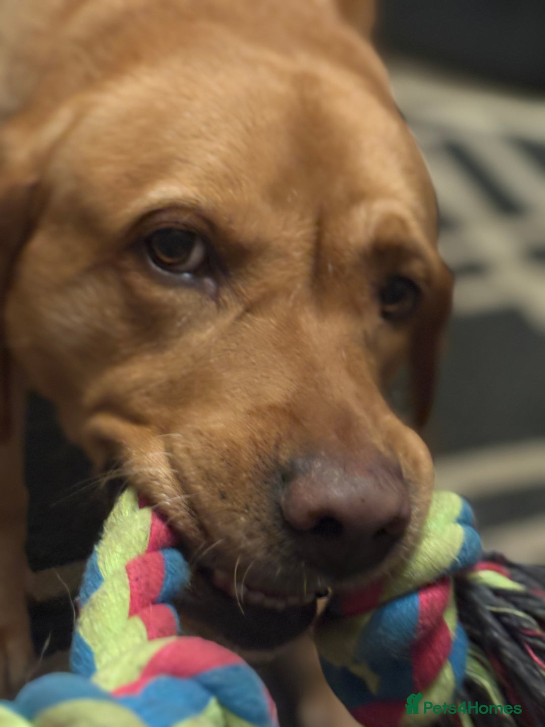 Goldador dogs for sale: Goldador Mix Puppies for sale - Advert 4