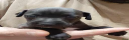 Italian Greyhound dogs for sale: 🐾 Italian Greyhound Puppies for Sale 🐾 - Advert 22