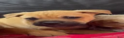 Mixed Breed dogs for sale: German shepherd x Staff litter - super friendly - Advert 29