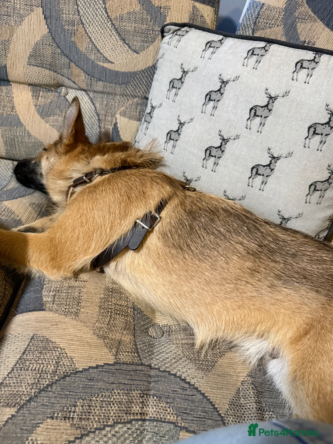 Mixed Breed dogs for sale: Roscoe  - Advert 2
