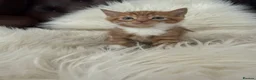 Mixed Breed cats for sale: Beautiful fluffy ginger kittens  - Advert 9