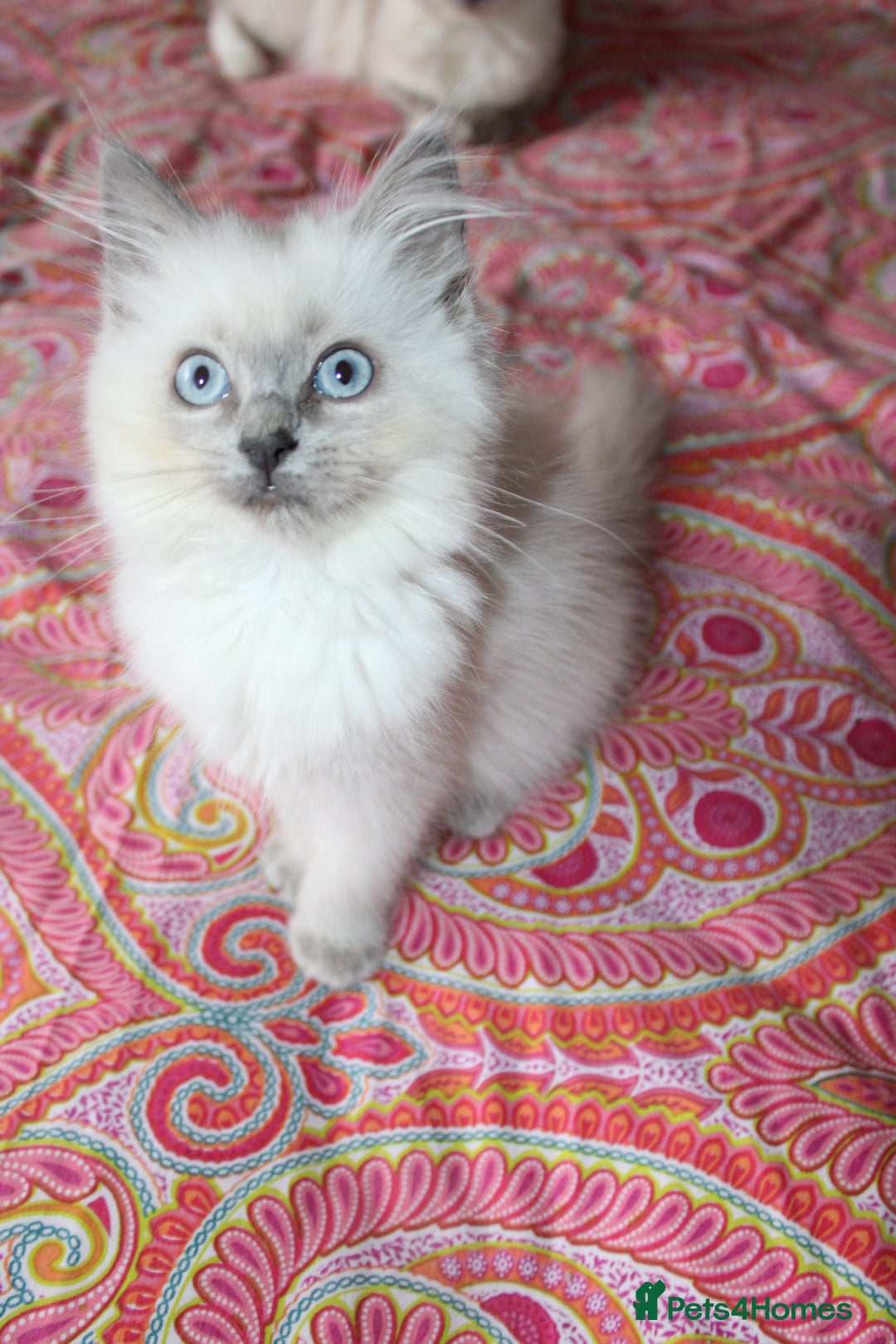 Ragdoll cats for sale: Ready to go  - Advert 8