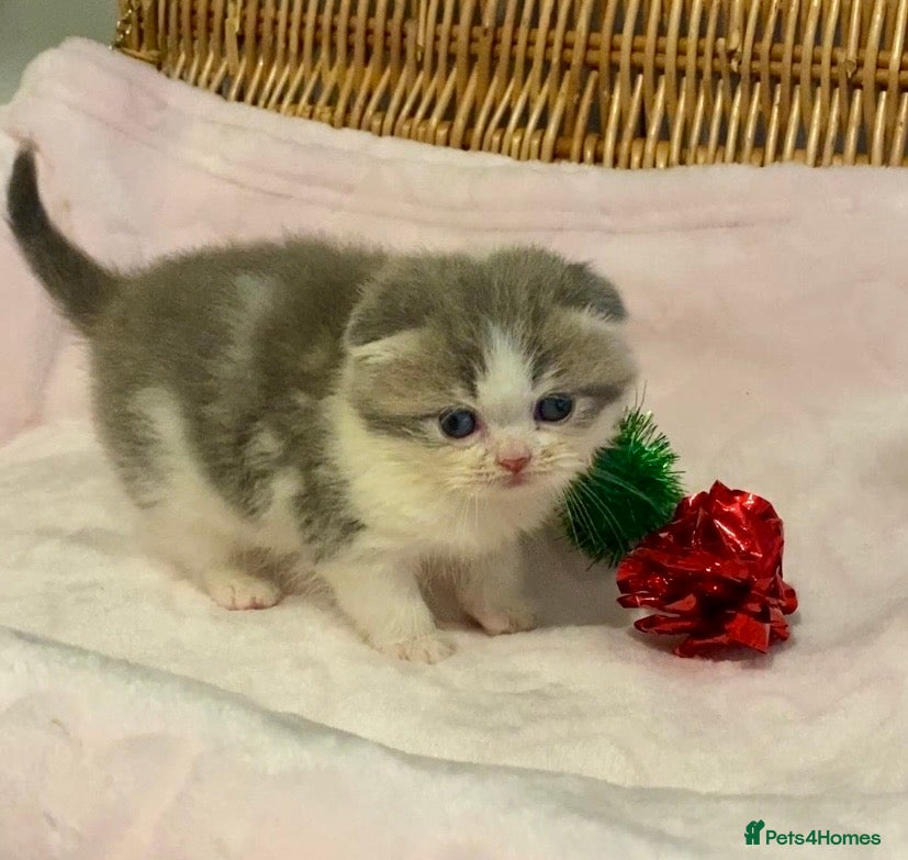 Scottish Fold cats 🧸😻CHAMPION LINE TICA ACTIVE SCOTTISH/BSH😻🧸 - Advert 1